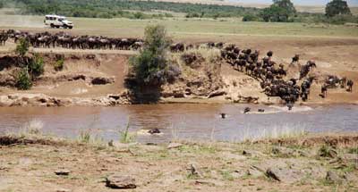 crossing1 Wildebeeste crossing the Mara River