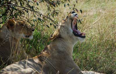 lion-yawn Yeah, the predators were in good form too