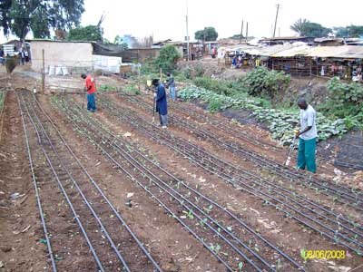 planting1 Planting seedlings
