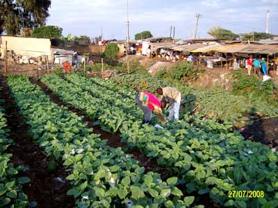 spinach2 Kibera organic farm - after 3 months