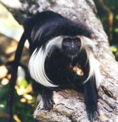 colobus1 One of Kenyas most beautiful monkeys found only in the forests of teh South Coast