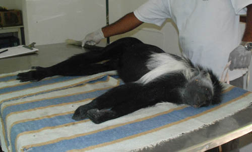 dead-colobus Colobus road kill.."What's black and white and red all over" ... ok I agree, it's not funny.