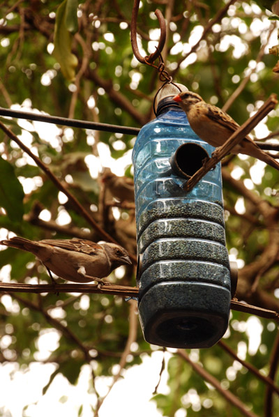 bird feeder