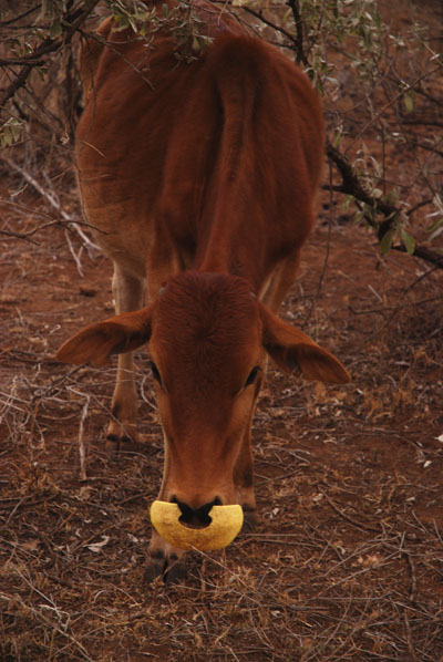 cow gadget