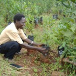 Frederick Msiska at his macademia tree nursery.